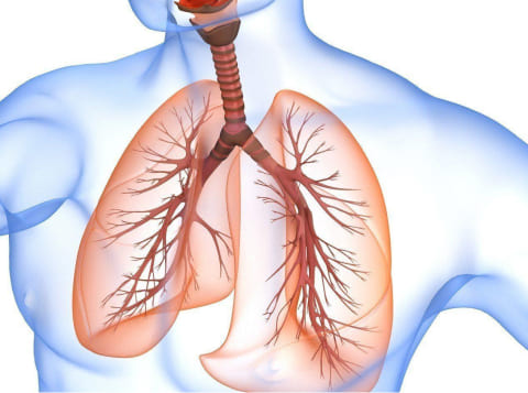Изображение органов дыхания