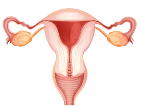 Изображение репродуктивной системы