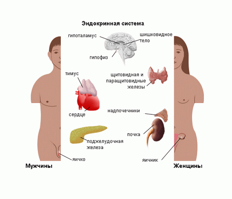 Врач эндокринолог в Волгограде - прием, лечение, консультации